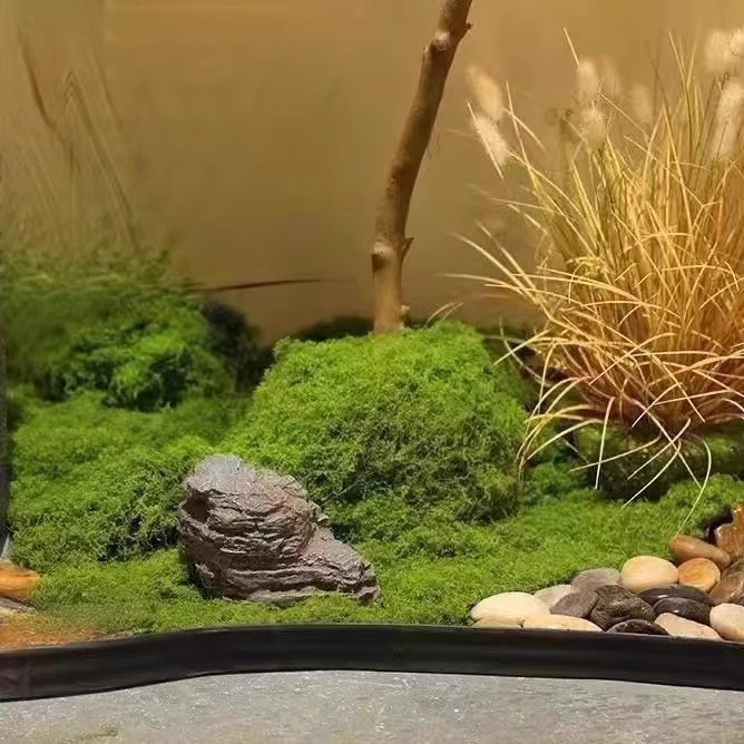 200g de mousse éternelle pour  - Bonsai Garden Ideas avis et prix