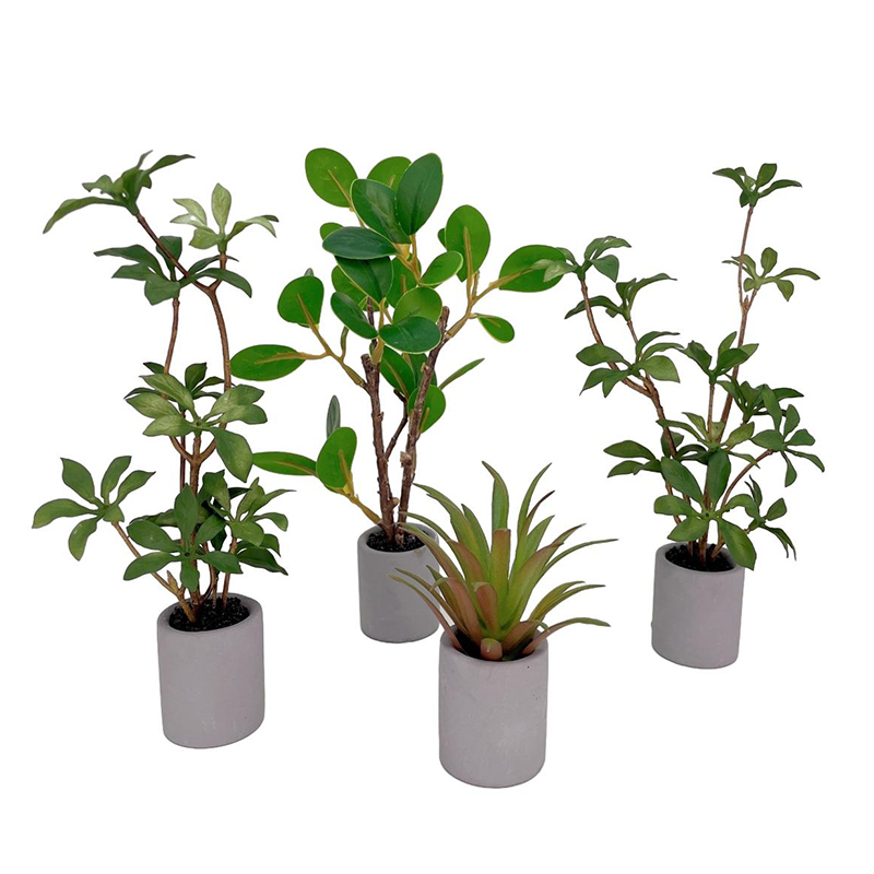 Plante l'inventaire en pot pou - Bonsai Garden Ideas avis et prix