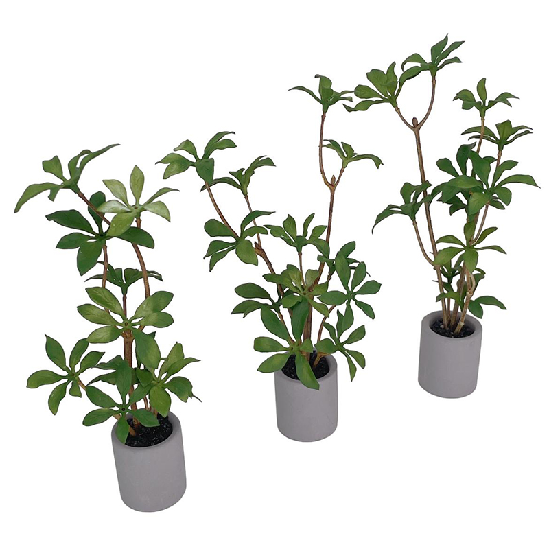 Plante l'inventaire en pot pou - Bonsai Garden Ideas avis et prix