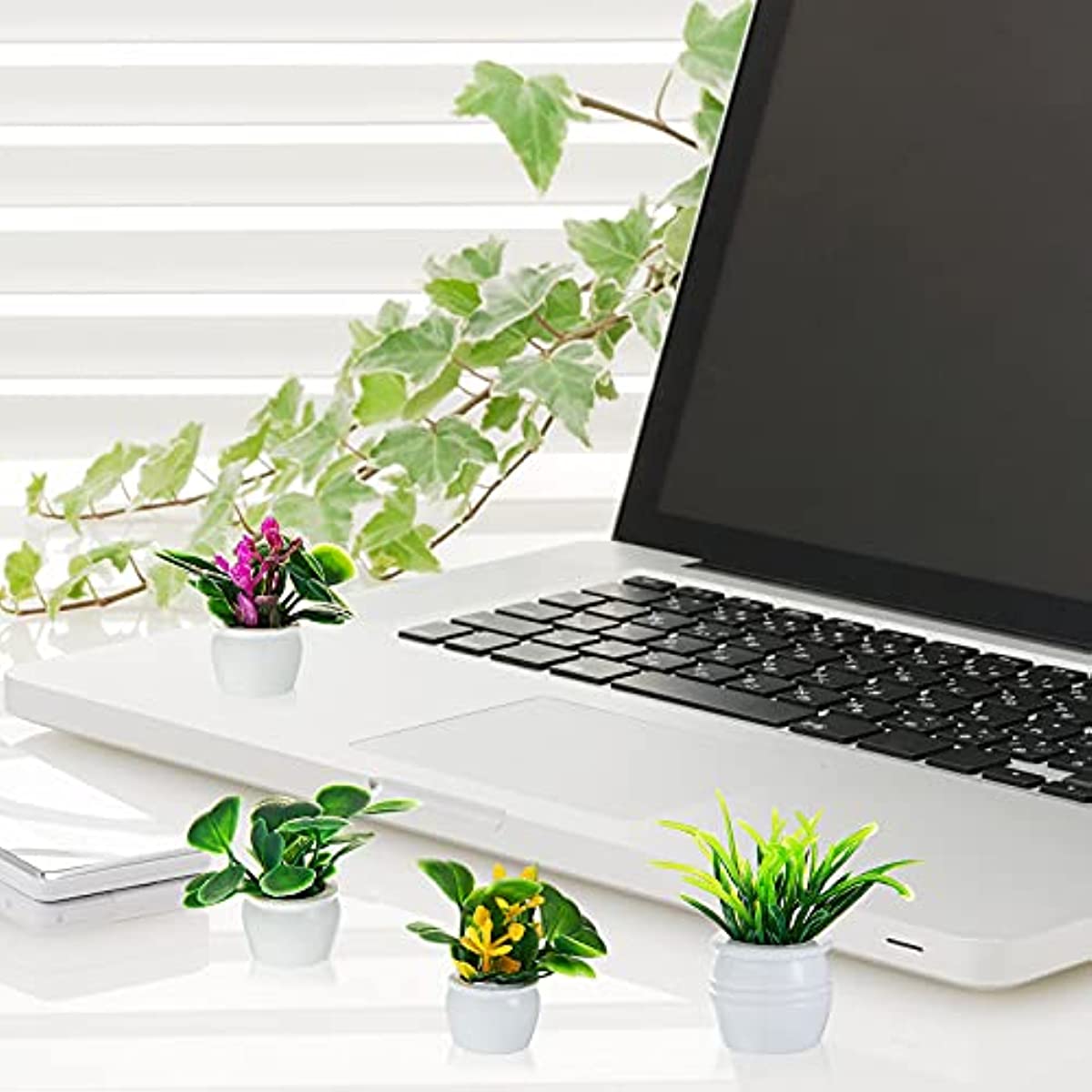 Plante de maison de poupée, pl - Bonsai Garden Ideas avis et prix