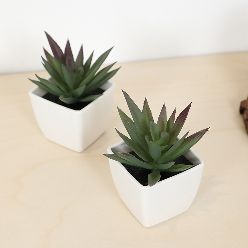 Mini tasse de fée succulente a - Bonsai Garden Ideas avis et prix