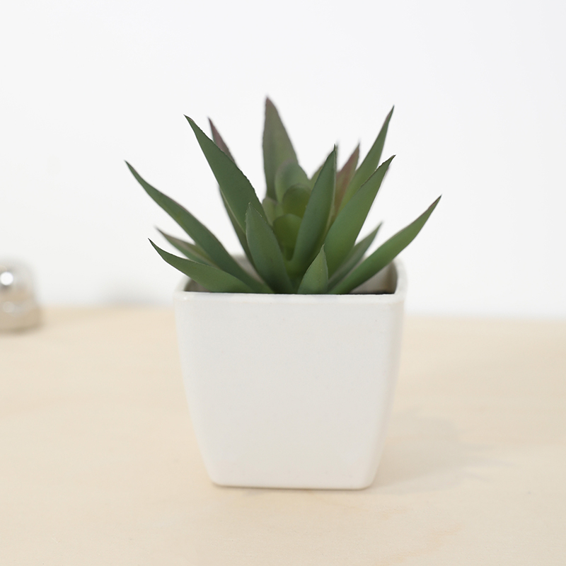 Mini tasse de fée succulente a - Bonsai Garden Ideas avis et prix